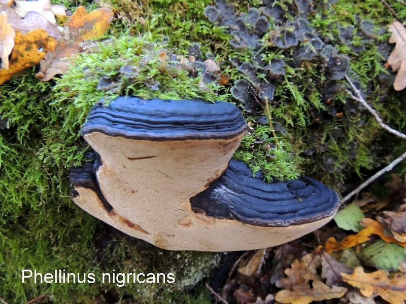 Phellinus nigricans-amf1565.jpg - Phellinus nigricans ; Syn: Phellinus igniarius ssp nigricans ; Nom français: Polypore noircissant
